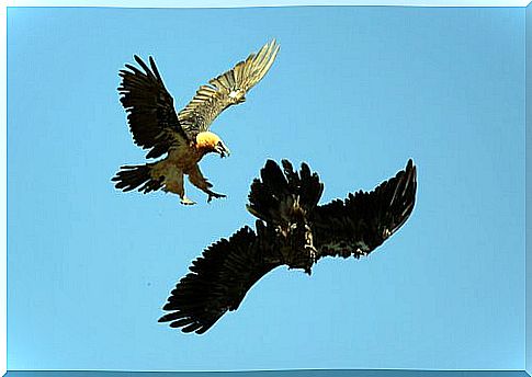 bearded vulture attacking