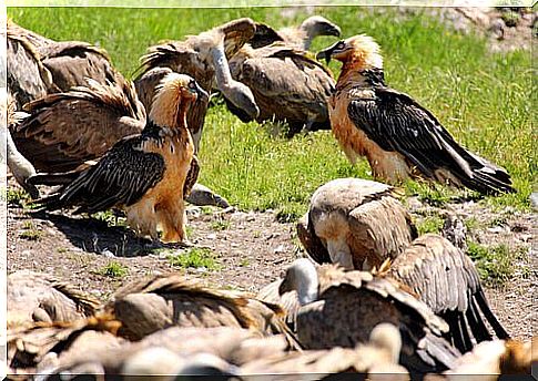 Gathered bearded vultures