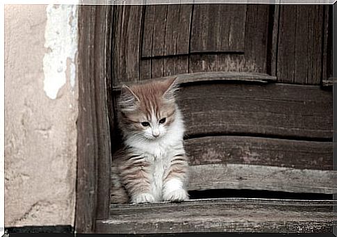 Cymric cat, with long hair and no tail