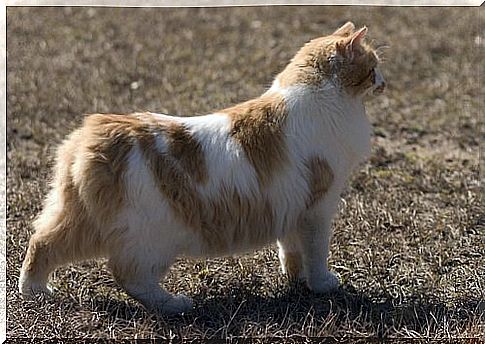 Cymric cat