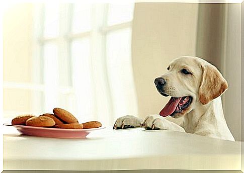 Delicious winter recipes for dogs