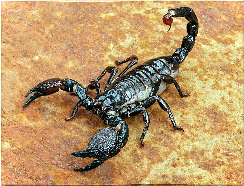 Differences between alacrau and scorpion