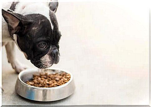 Diseases associated with dog feeding