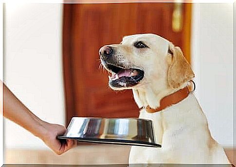 Diseases associated with dog feeding