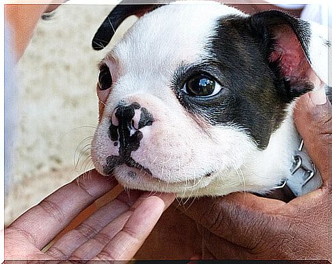 Boston Terrier Puppy