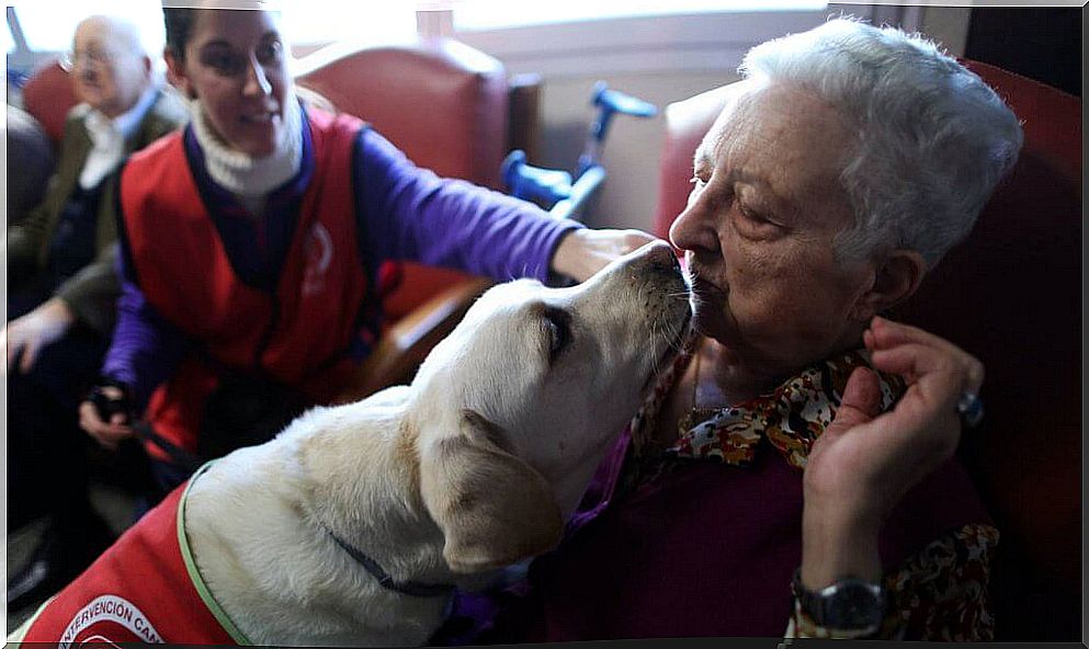 the doctor dogs