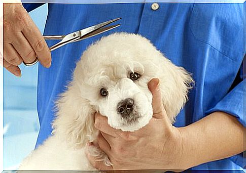 grooming in dogs