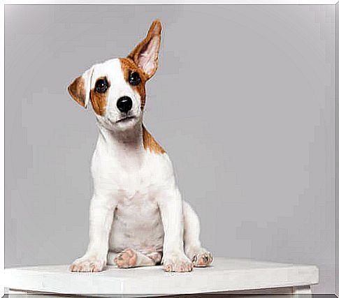 Dogs' Ear Movements: What Do They Mean?