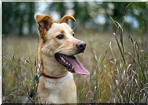 Dog with ears in alert position