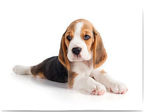 beagle puppy