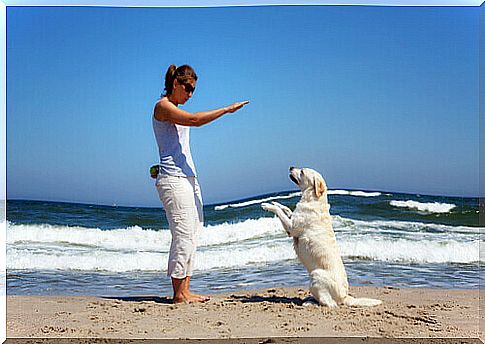 Dog education: obedience