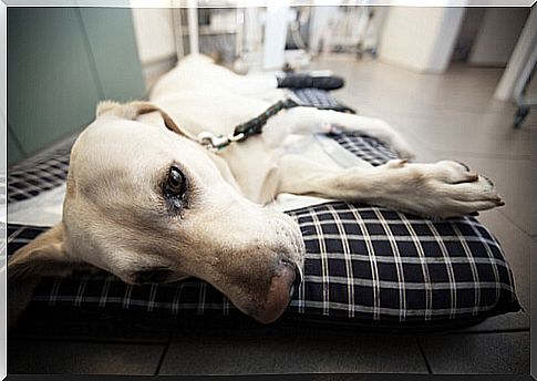 Envenenamento em cão gera sintomas neurológicos