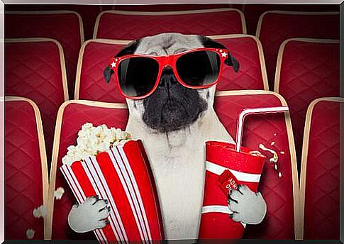 Dog cinemas: know all about