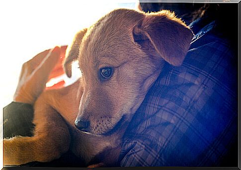 therapy-for-prisoners-with-dogs