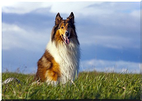 Lassie