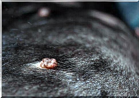 wart on dog