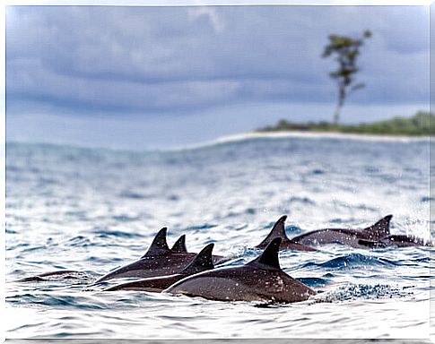 dolphins in the sea