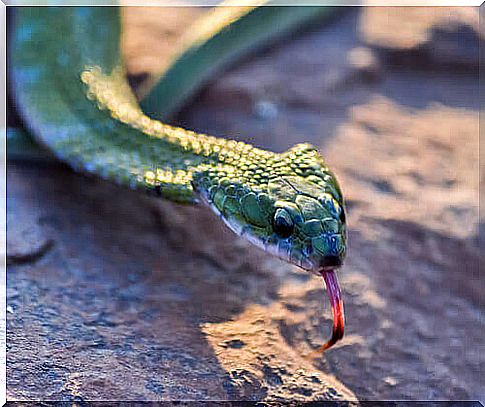 Feeding the domestic snake: learn more