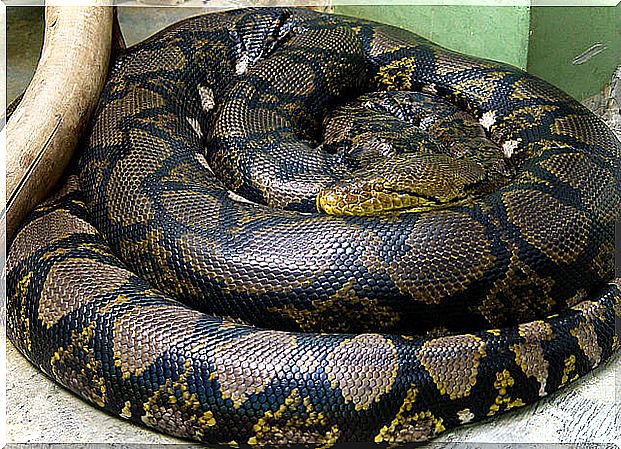 Feeding the domestic snake: learn more