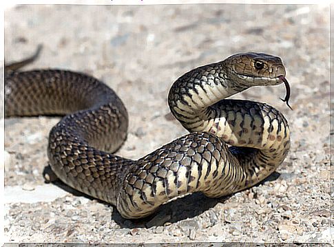 Feeding the domestic snake: get to know