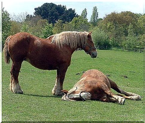 Saiba mais sobre cavalos de tração