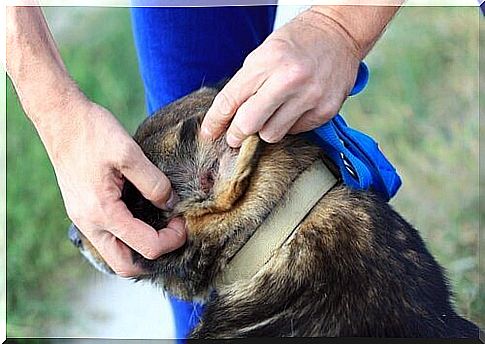 man taking ear mites