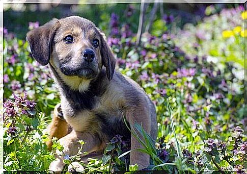 Cachorro se coçando