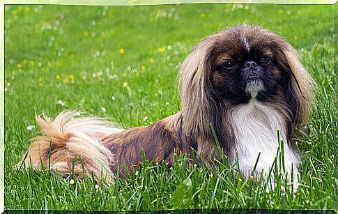 Everything you have to know about the Pekingese breed