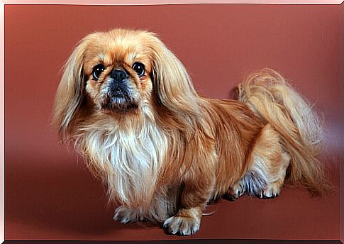 Pekinese characteristics