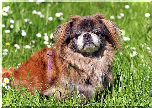 Pekinese personality