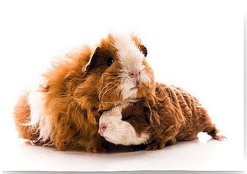 Everything You Need to Know About Guinea Pig Pregnancy