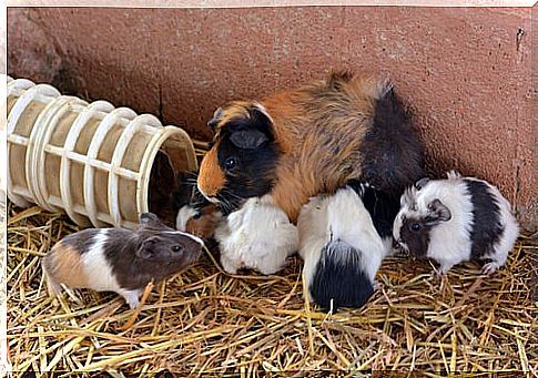 Guinea pig with puppies