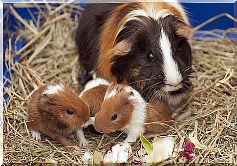 Guinea pig with puppies