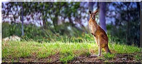 Characteristics and trivia about the kangaroo