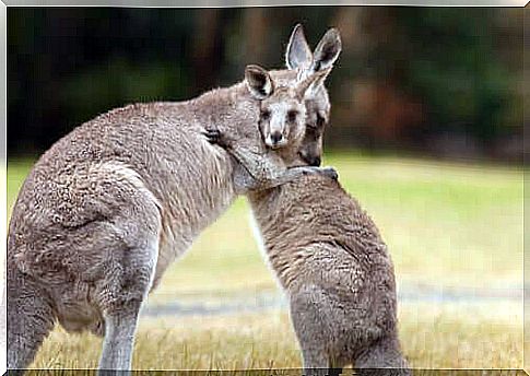 kangaroos hugging