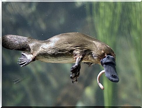 platypus