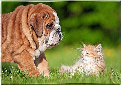 Friendship between dogs and cats: how to make it happen