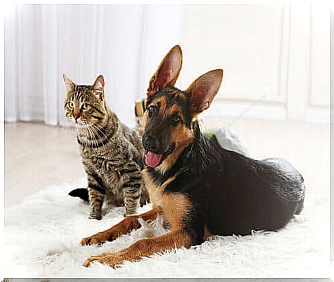 Dog and cat friendship