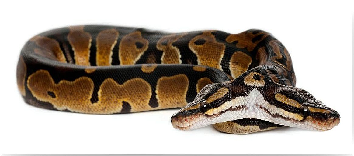 A python with 2 heads.