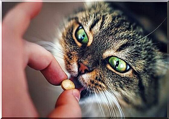 Giving pills to your cat: how to do it?