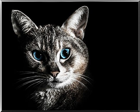 cat with blue eyes highlighted