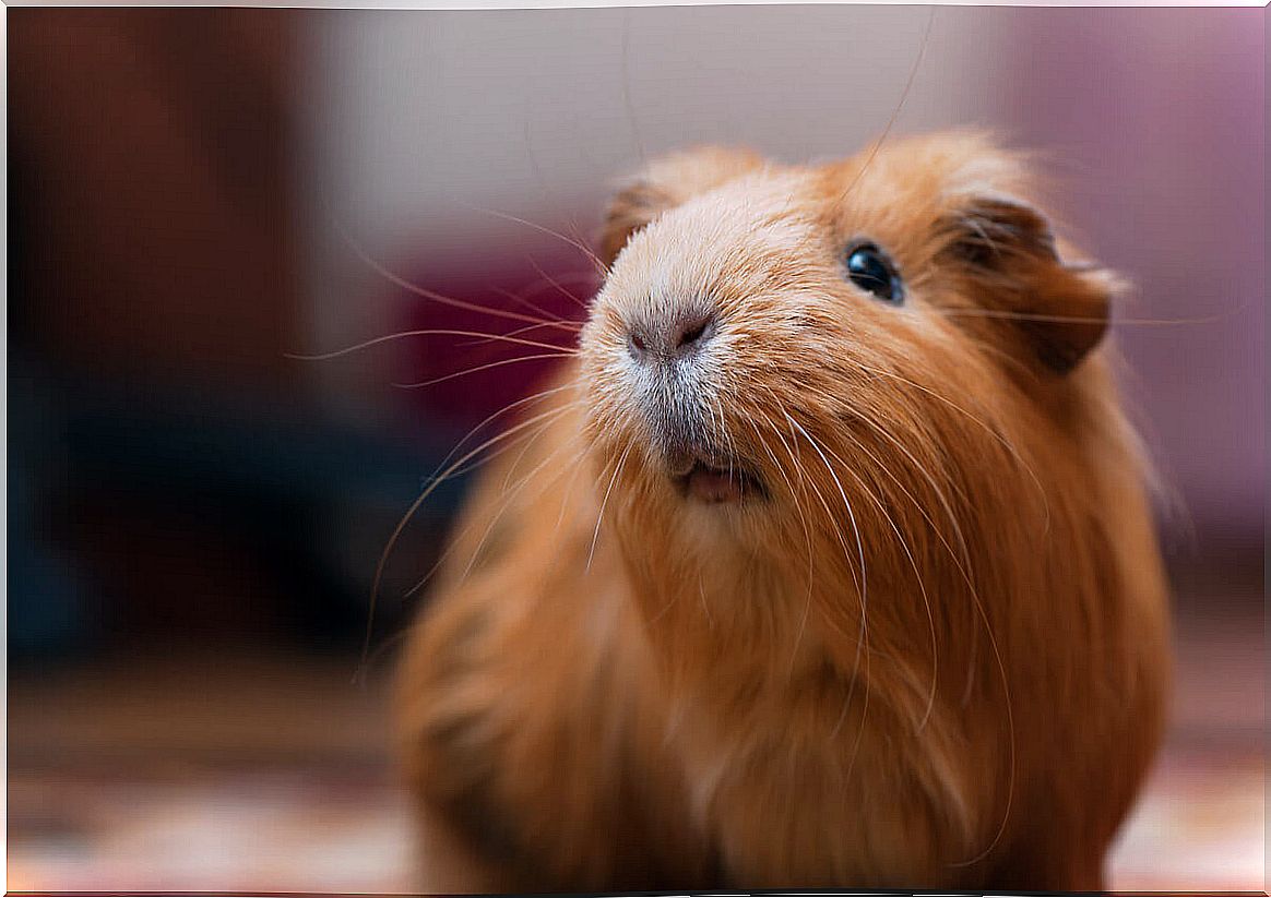 american guinea pigs