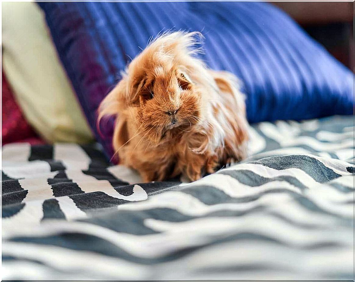 Coronet guinea pigs