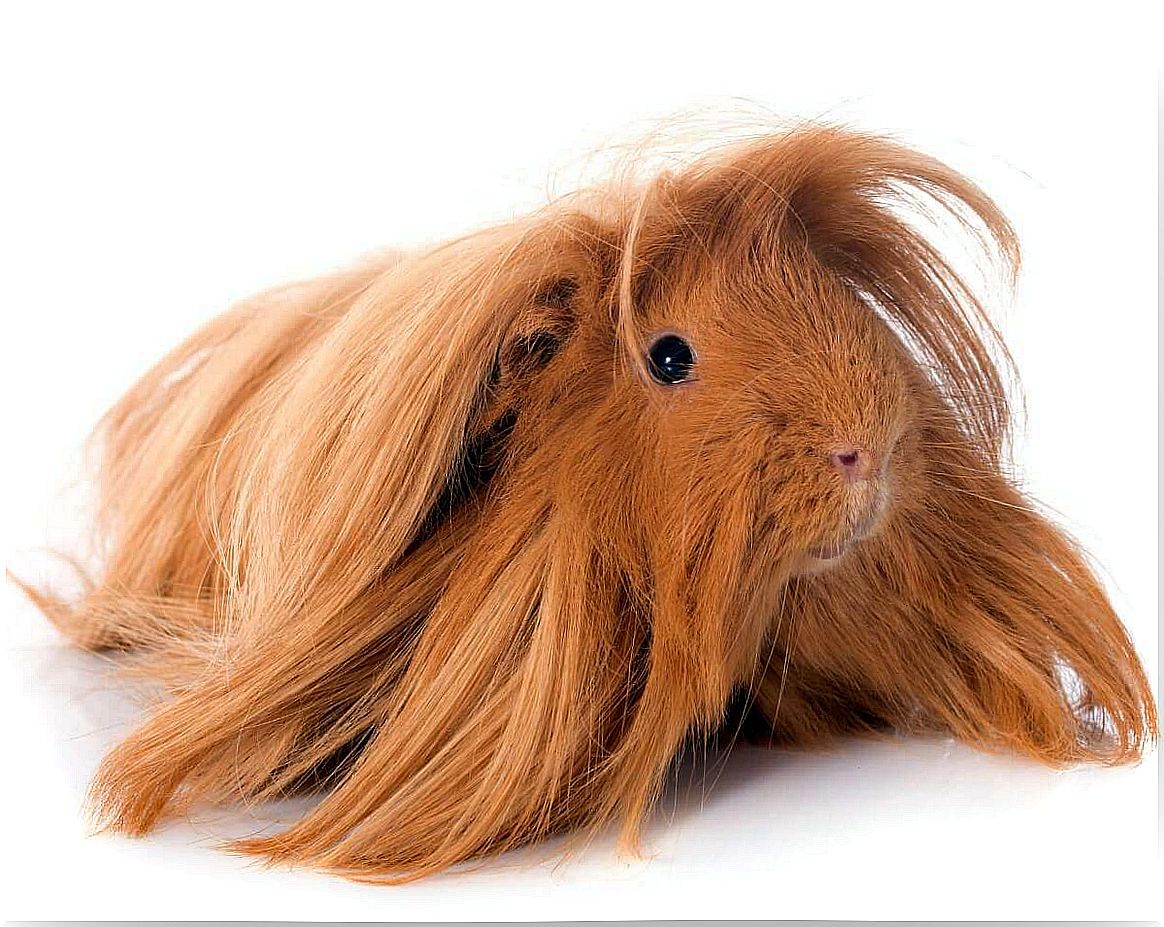 Peruvian guinea pigs.