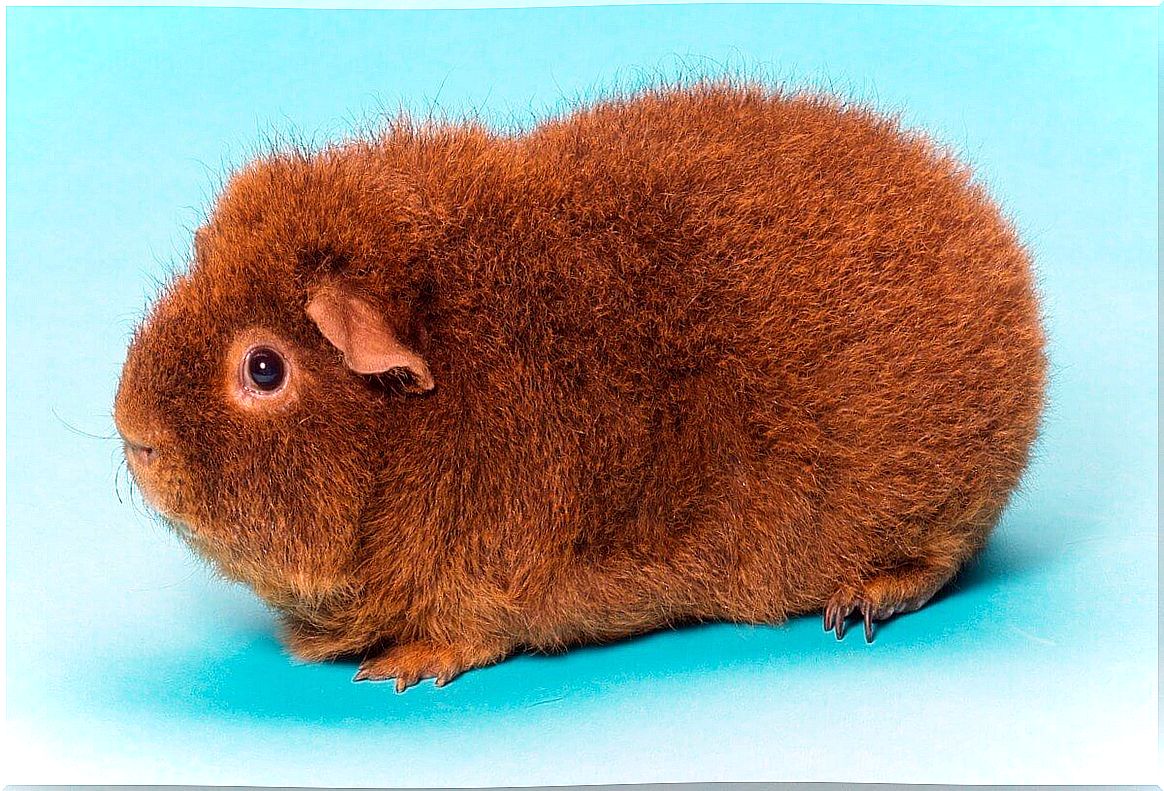 Guinea pig rex or teddy.