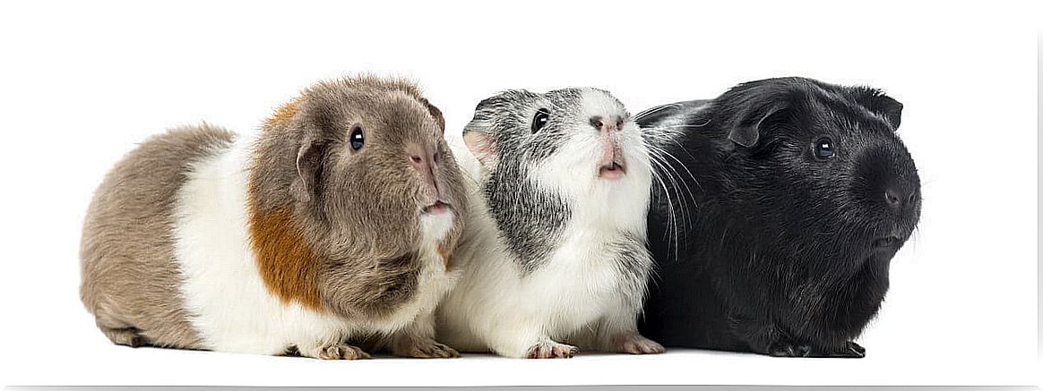 Types of guinea pigs