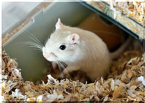 Hamster cages: how to choose one?