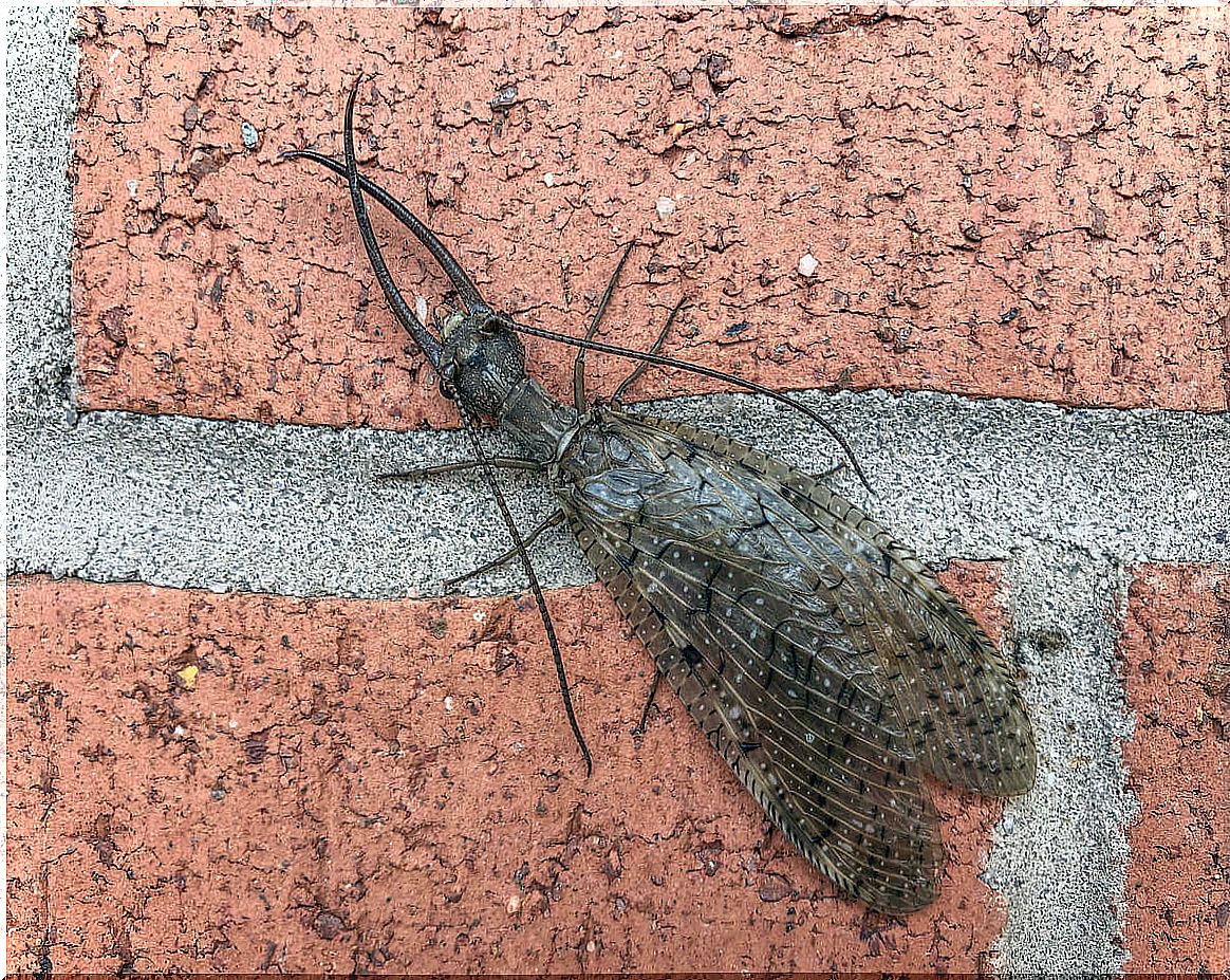 General information about Corydalus cornutus, the menacing-looking insect