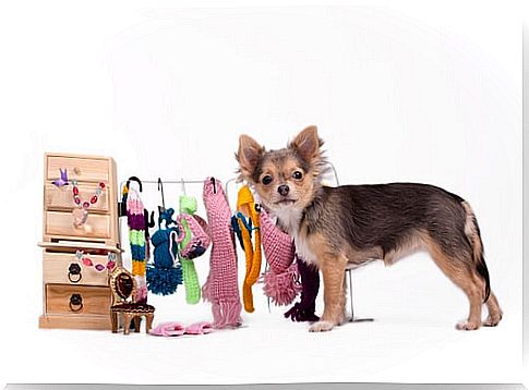 clothes-of-your-dog