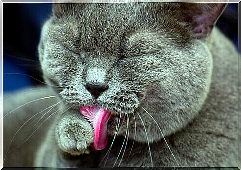 Health: What does it mean when a cat licks its face?